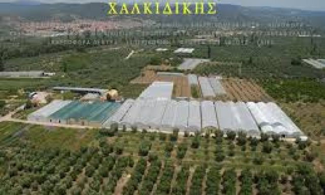 ΜΑΡΙΑ ΜΑΥΡΟΜΑΤΗ – ΦΥΤΩΡΙΑ ΜΑΥΡΟΜΑΤΗ – ΟΡΜΥΛΙΑ ΧΑΛΚΙΔΙΚΗΣ