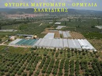 ΜΑΡΙΑ ΜΑΥΡΟΜΑΤΗ – ΦΥΤΩΡΙΑ ΜΑΥΡΟΜΑΤΗ – ΟΡΜΥΛΙΑ ΧΑΛΚΙΔΙΚΗΣ